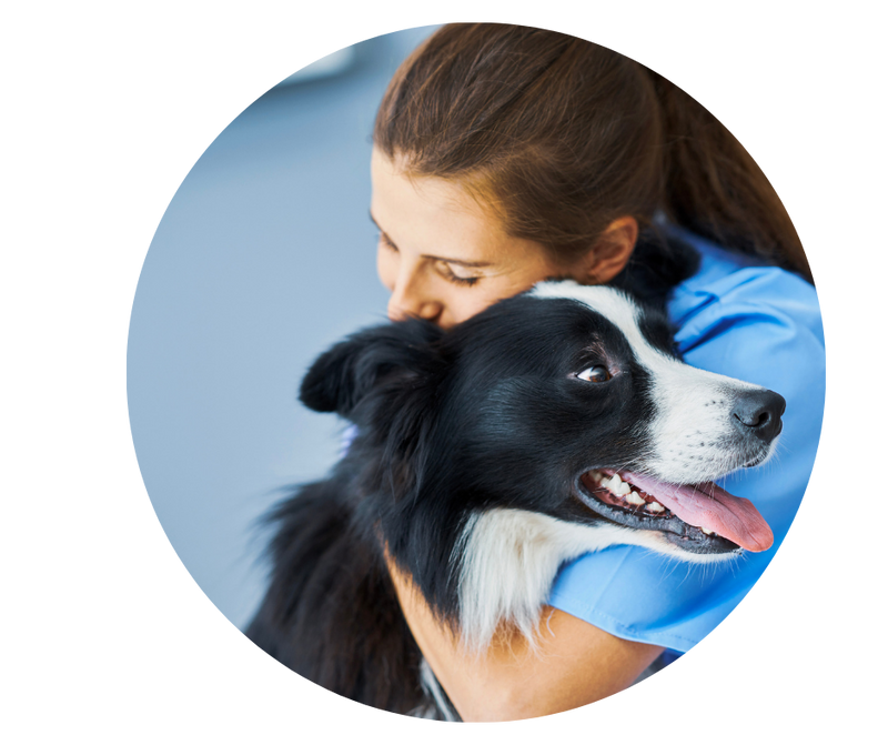 Pet Connect Vet – Pet Connect NZ