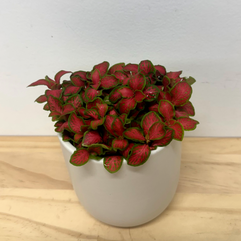 Fittonia Assorted House Plant - 9cm Pot *Waiheke Only*