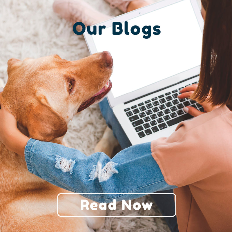 Pet Connect Blogs Pets News Read Now