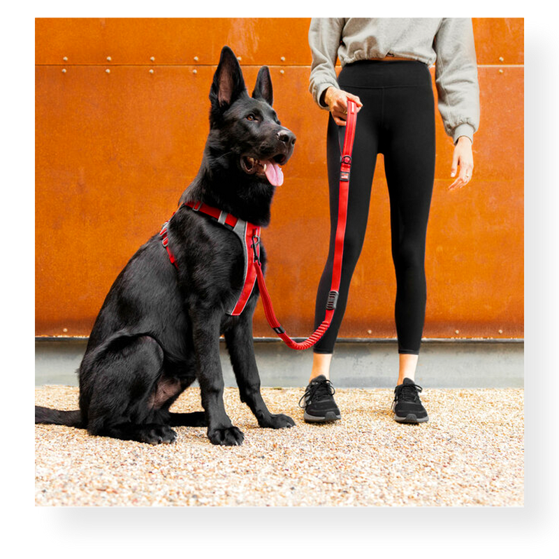 EzyDog X-Link Dog Harness 