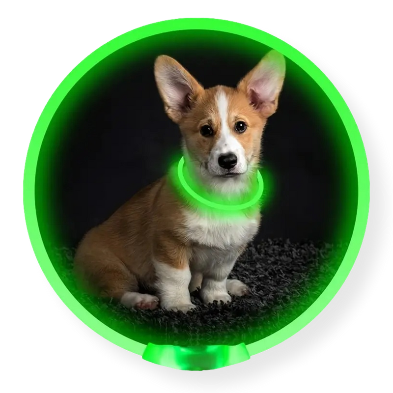 Bark & Bone Rechargeable LED Dog Collar
