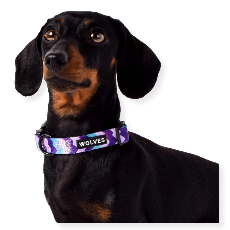 Wolves of Wellington Dog Collar Sulley