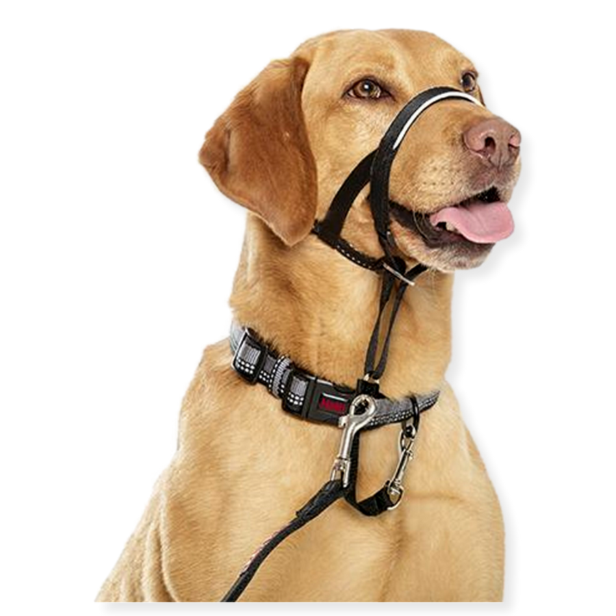 Halti Dog Head Collar Pet Connect NZ